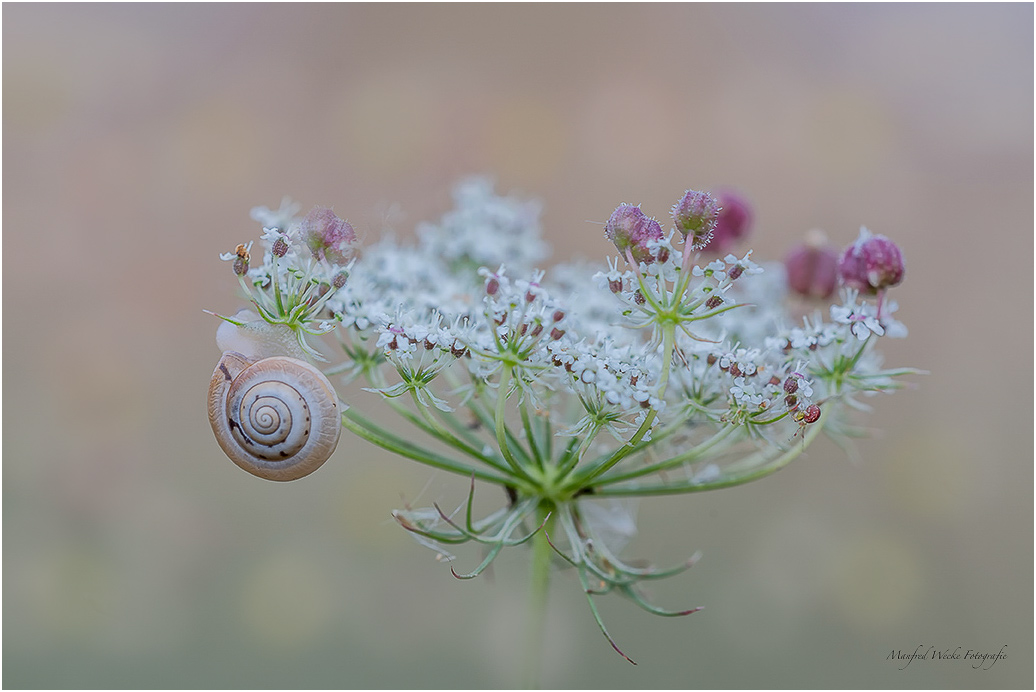 Keine Schnecke !!!