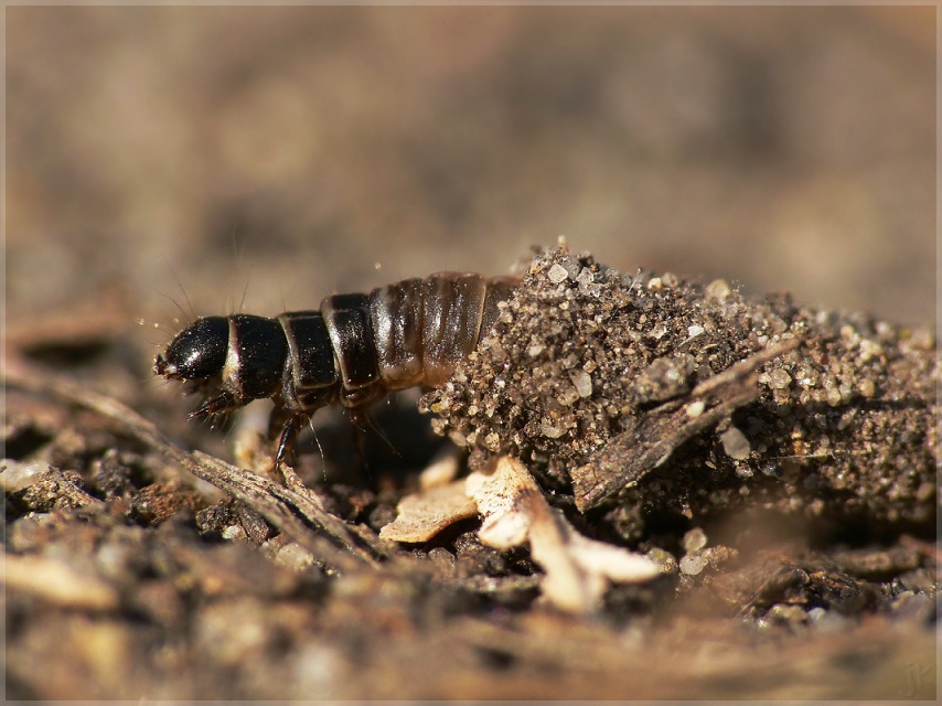 keine schnecke...