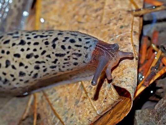 Keine Schneckenplage mehr dank dem Tigerschnegel (Limax maximus) ...