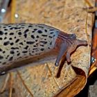 Keine Schneckenplage mehr dank dem Tigerschnegel (Limax maximus) ...