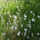 keine Schneeflocken im Juni