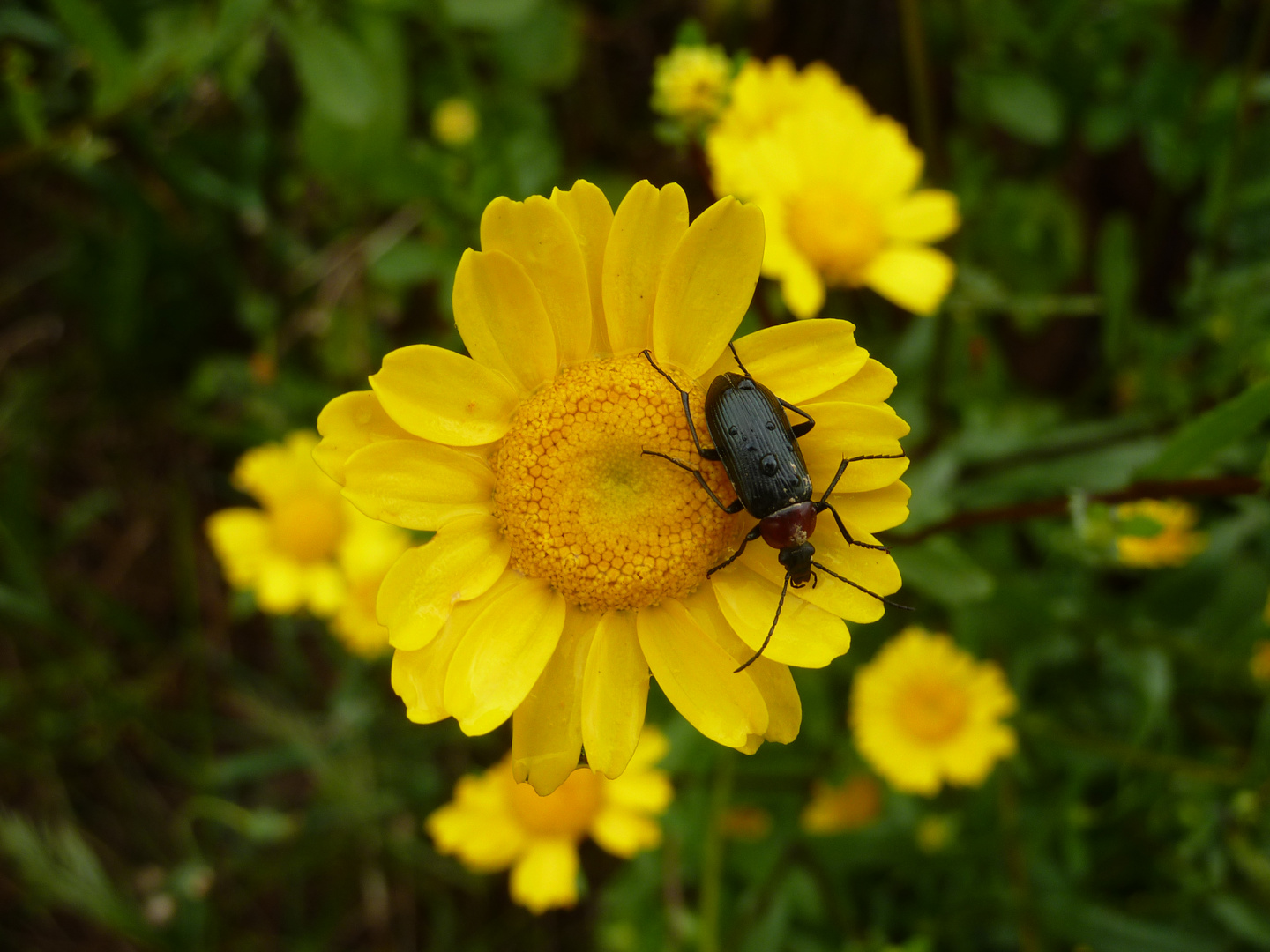 Keine schöne Blume - aber auch kein schöner Käfer