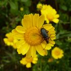 Keine schöne Blume - aber auch kein schöner Käfer