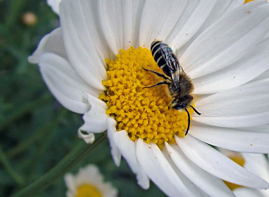 keine schwebfliege