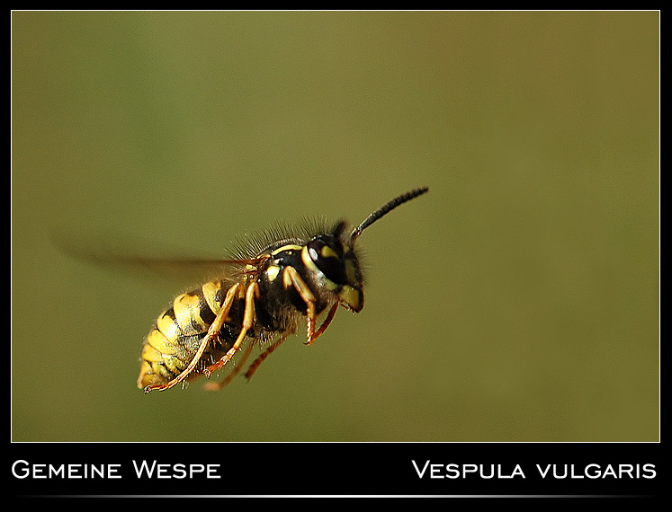 Keine Schwebfliege