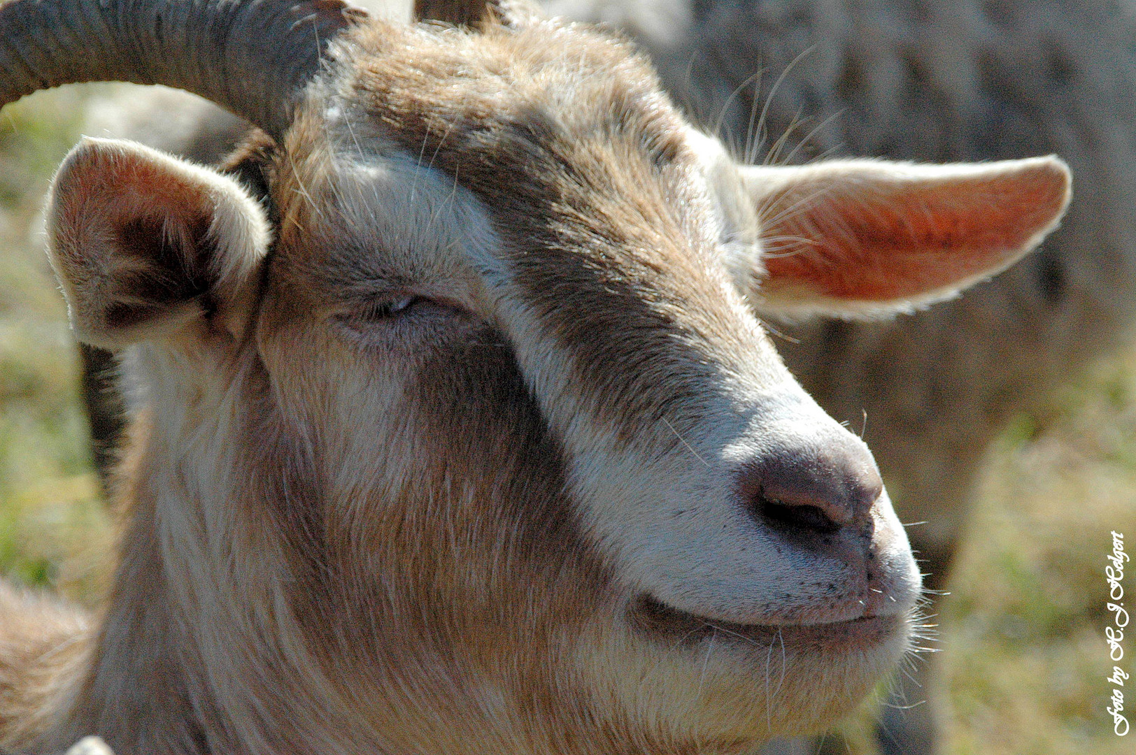 "Keine Sorge,ich halt die Ohren steif."