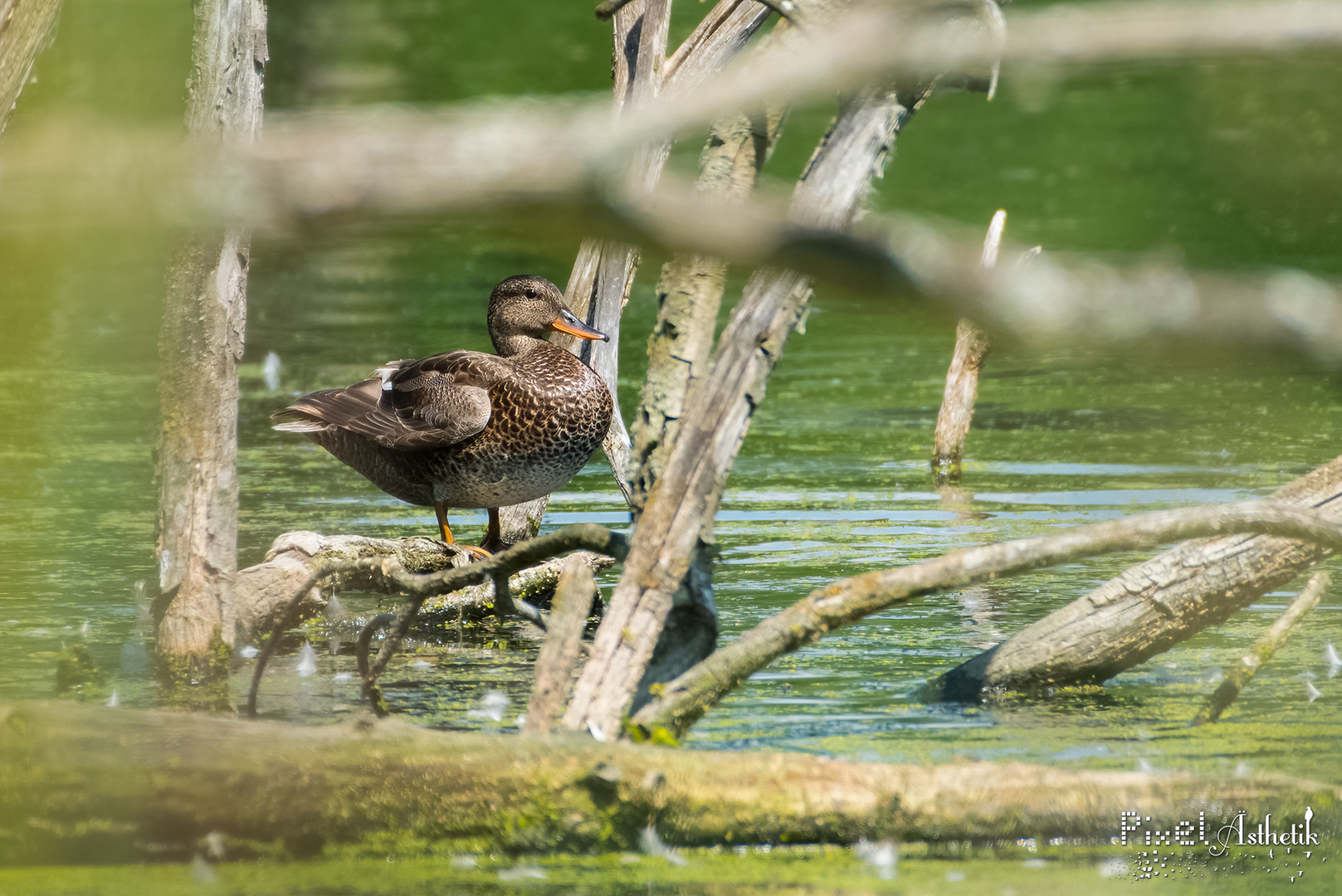 Keine Stockente ;) 