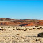 Keine! Straussenfarm Namibia