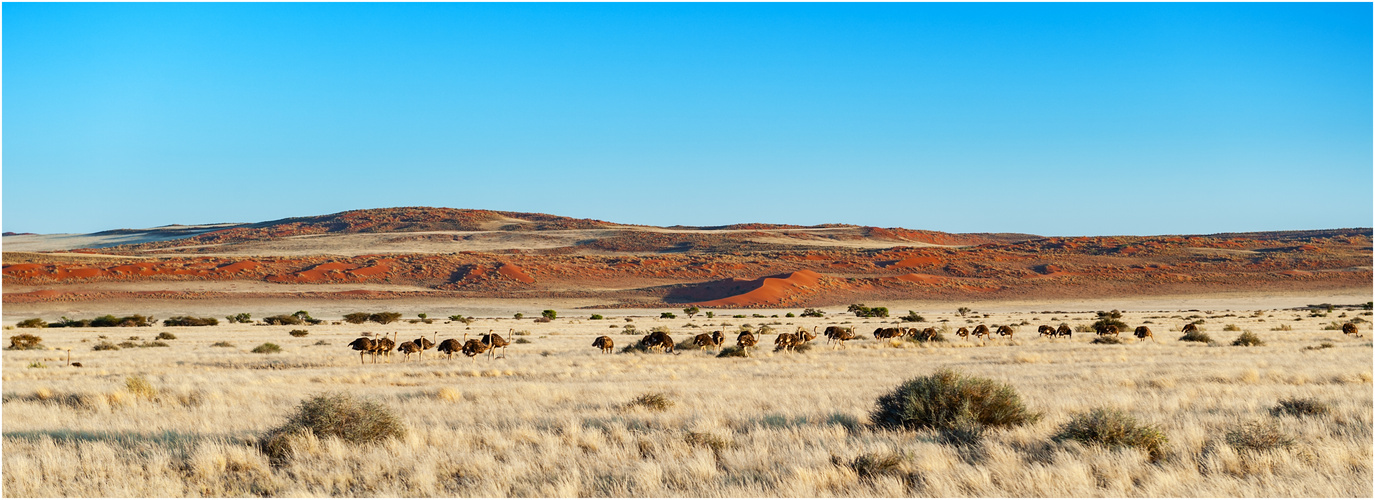 Keine! Straussenfarm Namibia