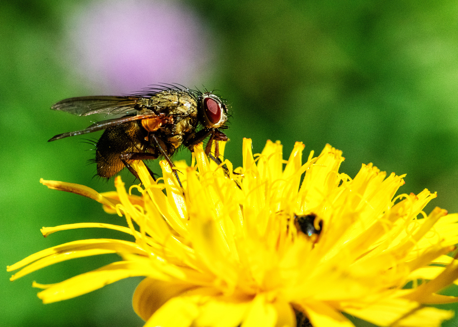 Keine Stubenfliege!