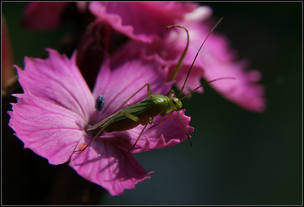 keine Tarnfarbe ...