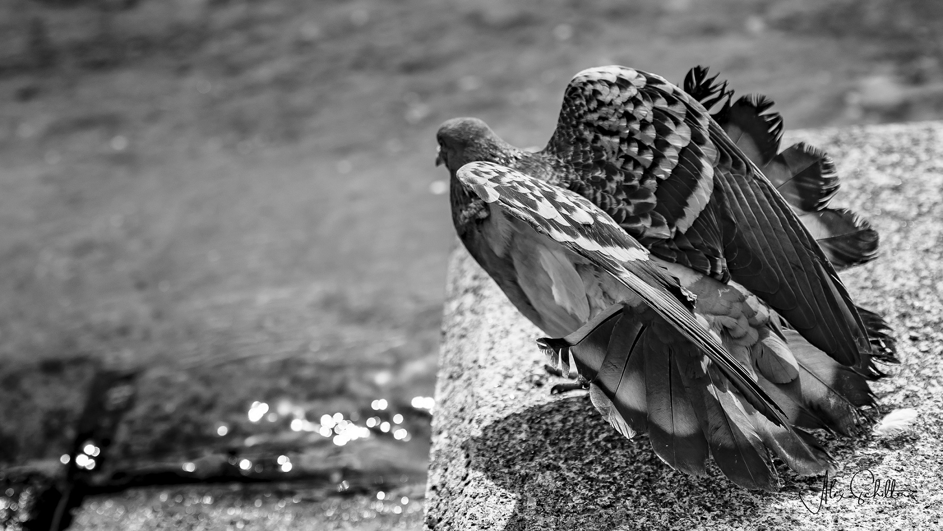 "...keine Taube... Ein Wunder der Natur"