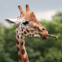 keine Taube mit einem Palmzweig ...