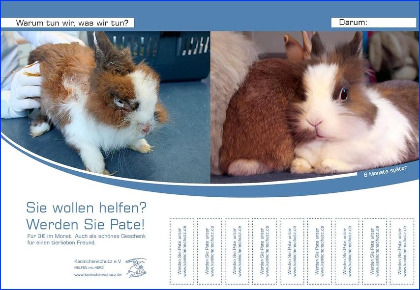 keine tiere als weihnachtsgeschenk!