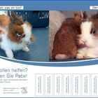 keine tiere als weihnachtsgeschenk!