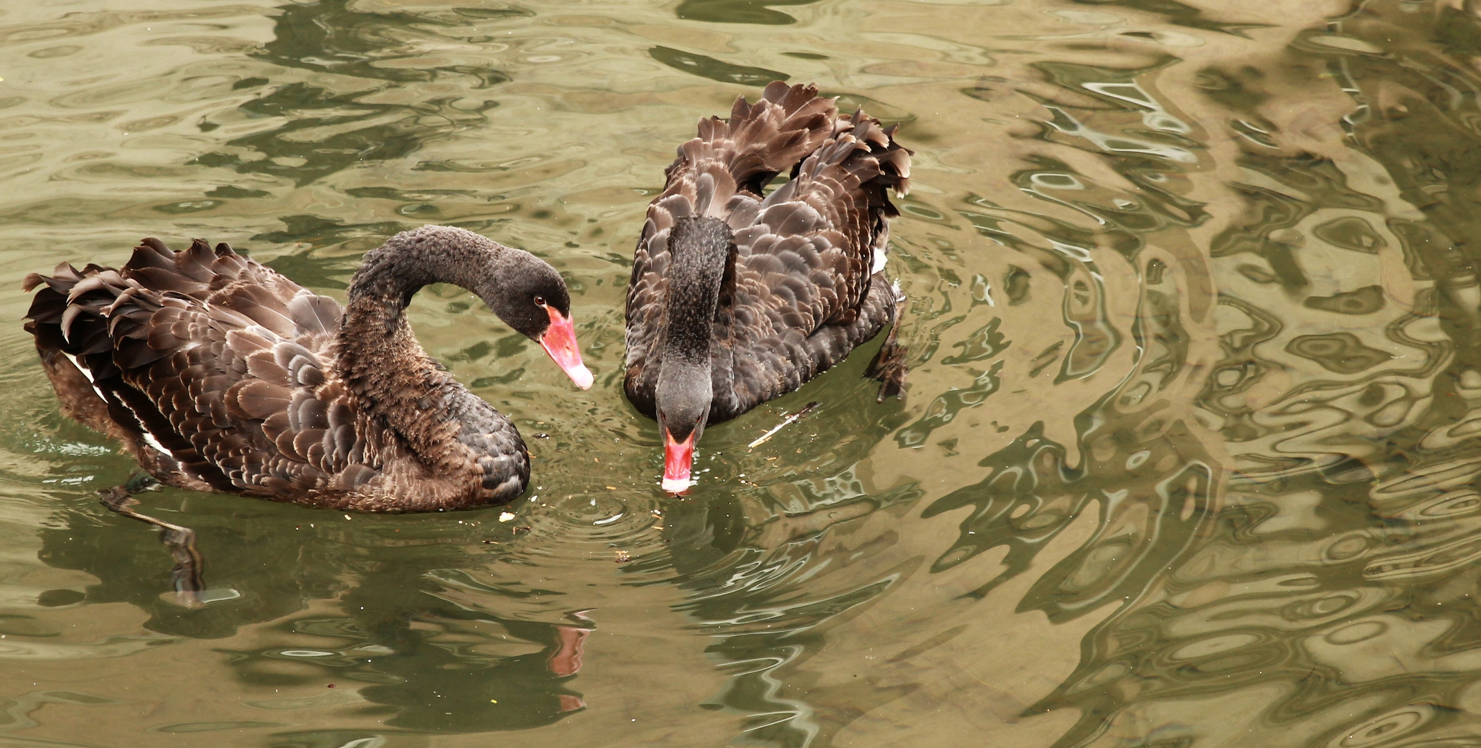 Keine Tierpark,Geislingen Fußgänger zone