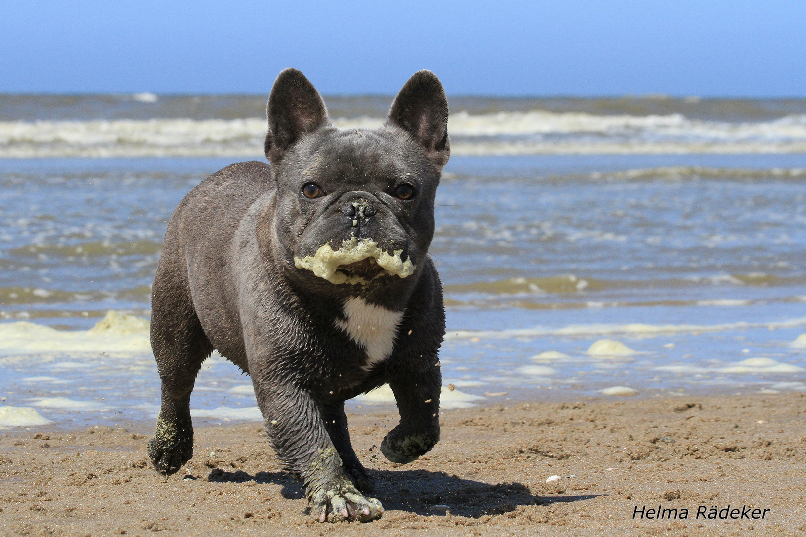 hund spuckt schaum