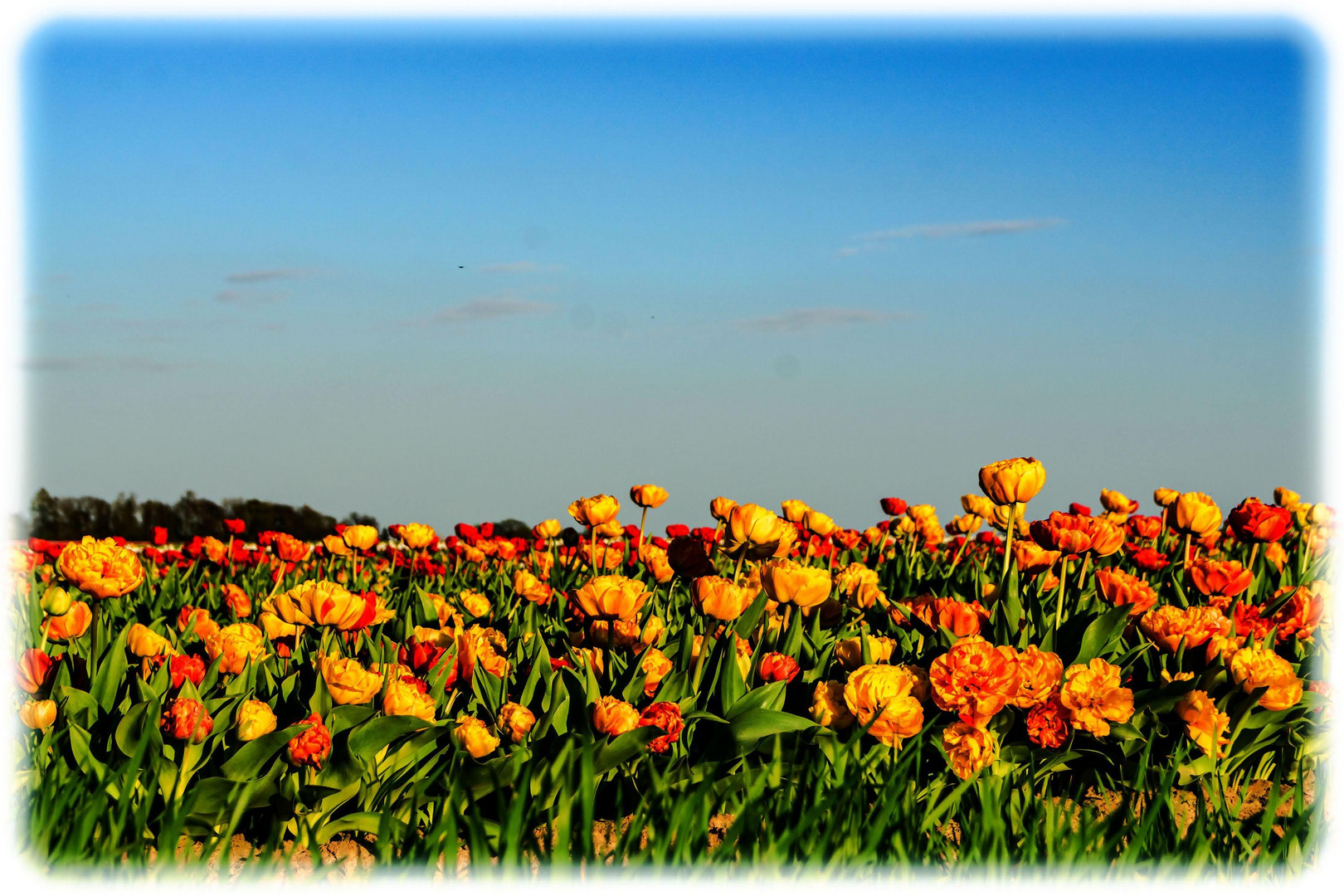 Keine Tulpen aus Amsterdam