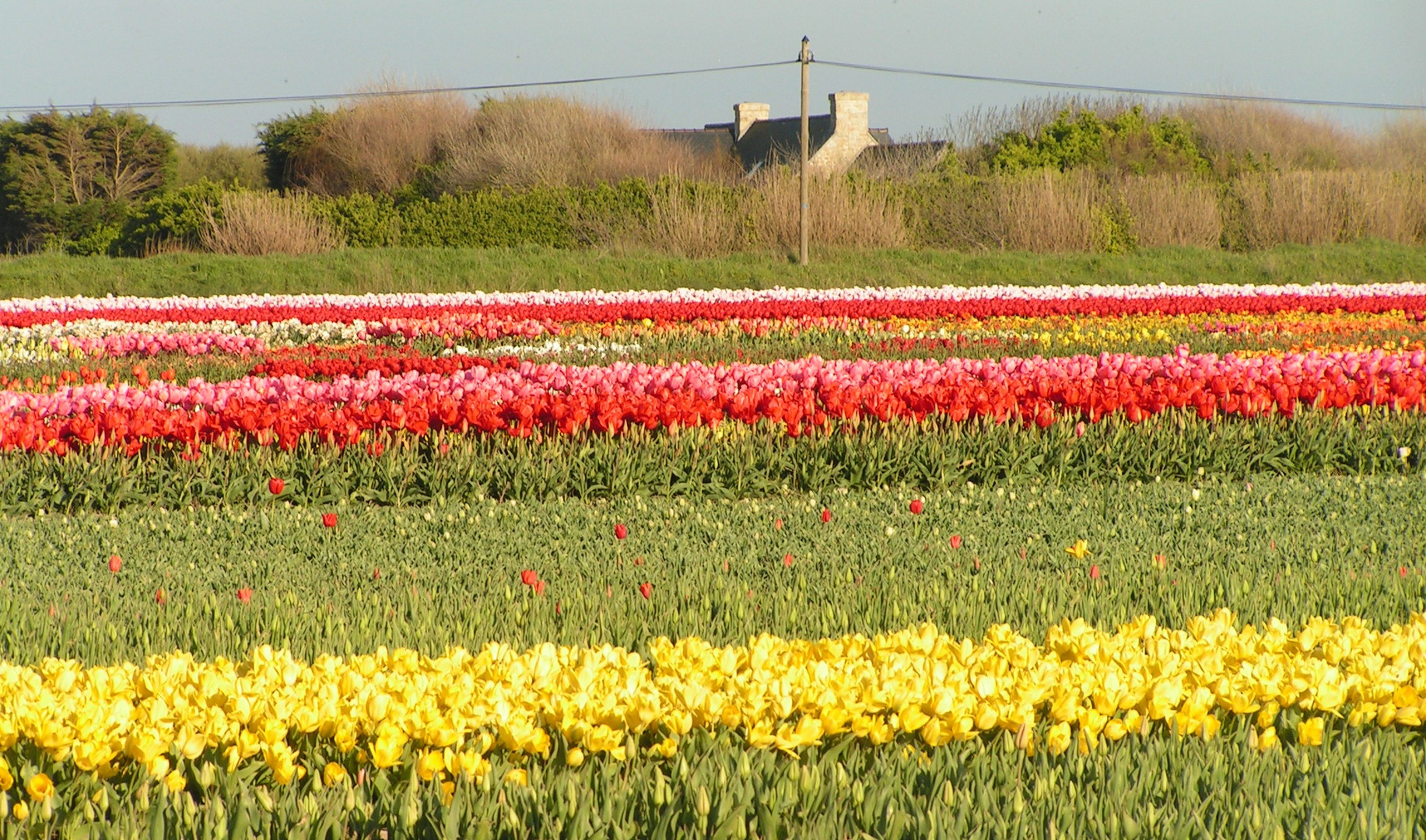 Keine Tulpen aus Amsterdam!