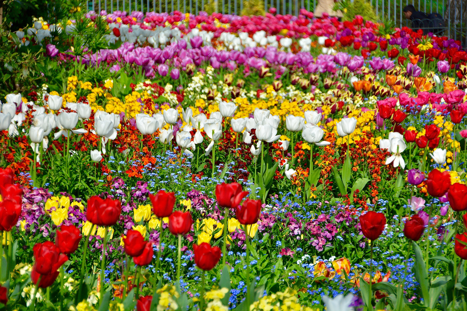 Keine Tulpen in Amsterdam - Tulpen im St. James Park