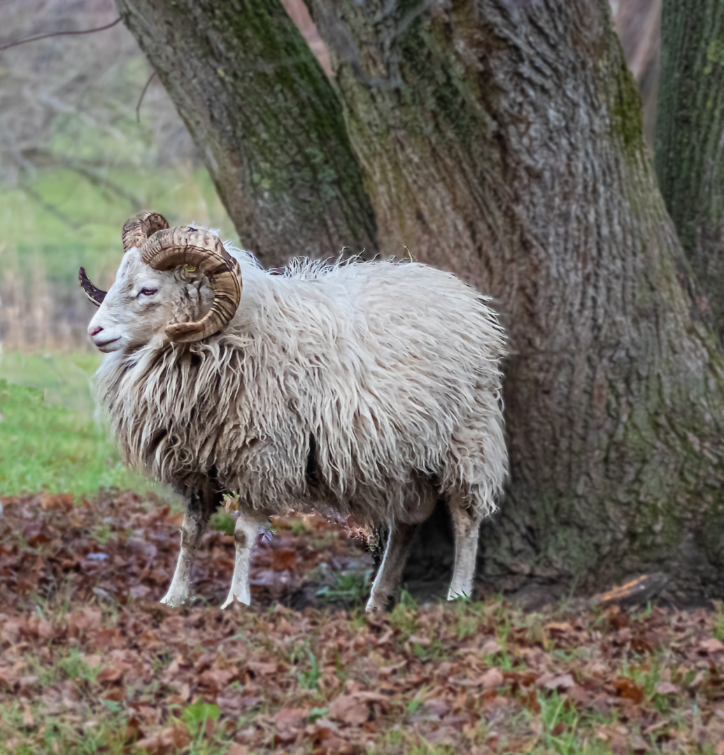 Keine Vögel, nur ein Schafbock war heute im Britzer Garten zu sehen