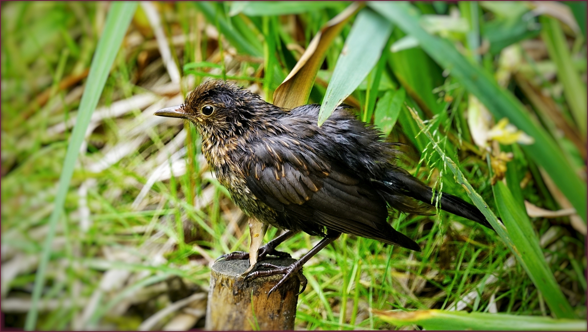 ... keine Wasseramsel ...