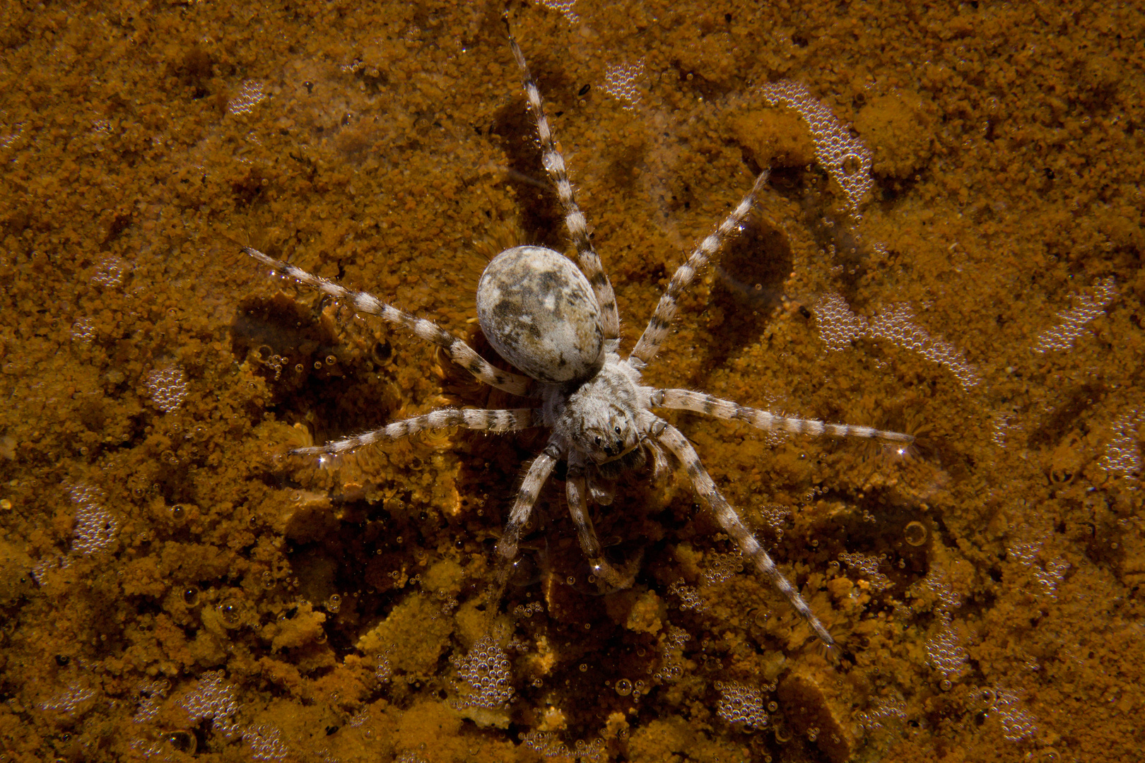 keine Wasserspinne ,kann aber schwimmen