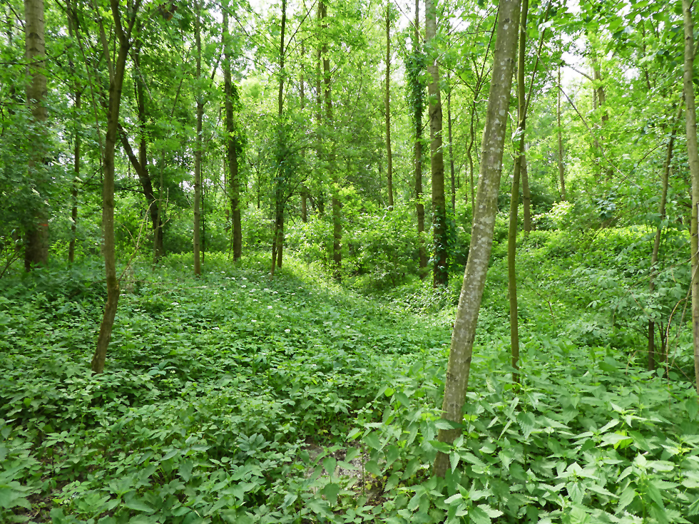 keine Wege im Auwald