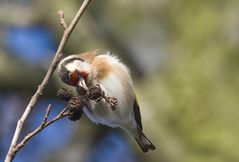 Keine Winterfütterung nötig (2.)