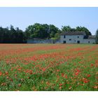 Keine Wölkchen und viel Mohn