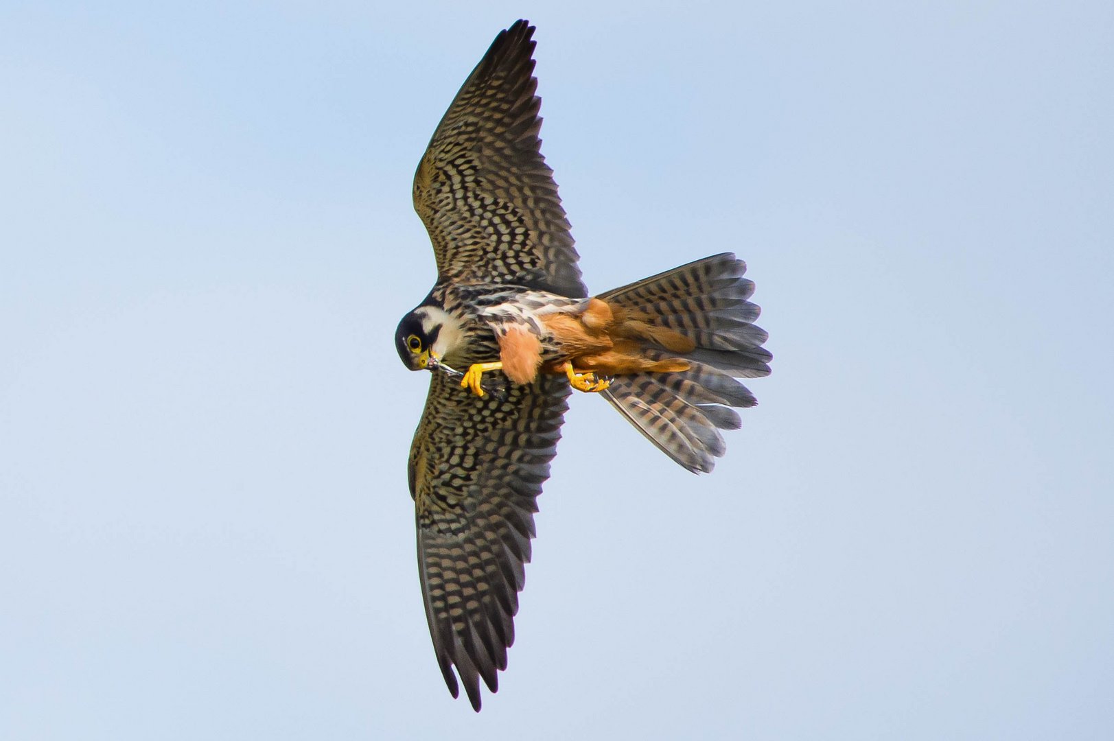 Keine Zeit zum landen, gefressen wird die Libelle im Flug...