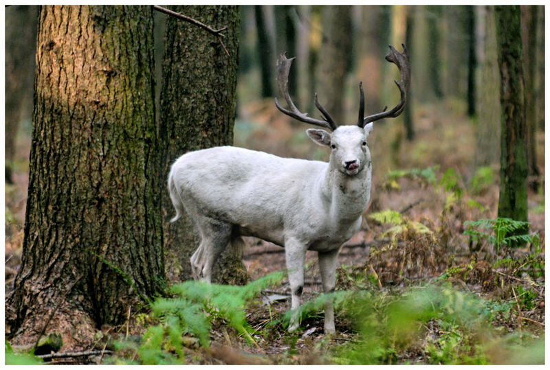 Keine Ziege....das ist ein Albinohirsch...