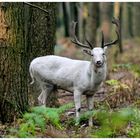 Keine Ziege....das ist ein Albinohirsch...