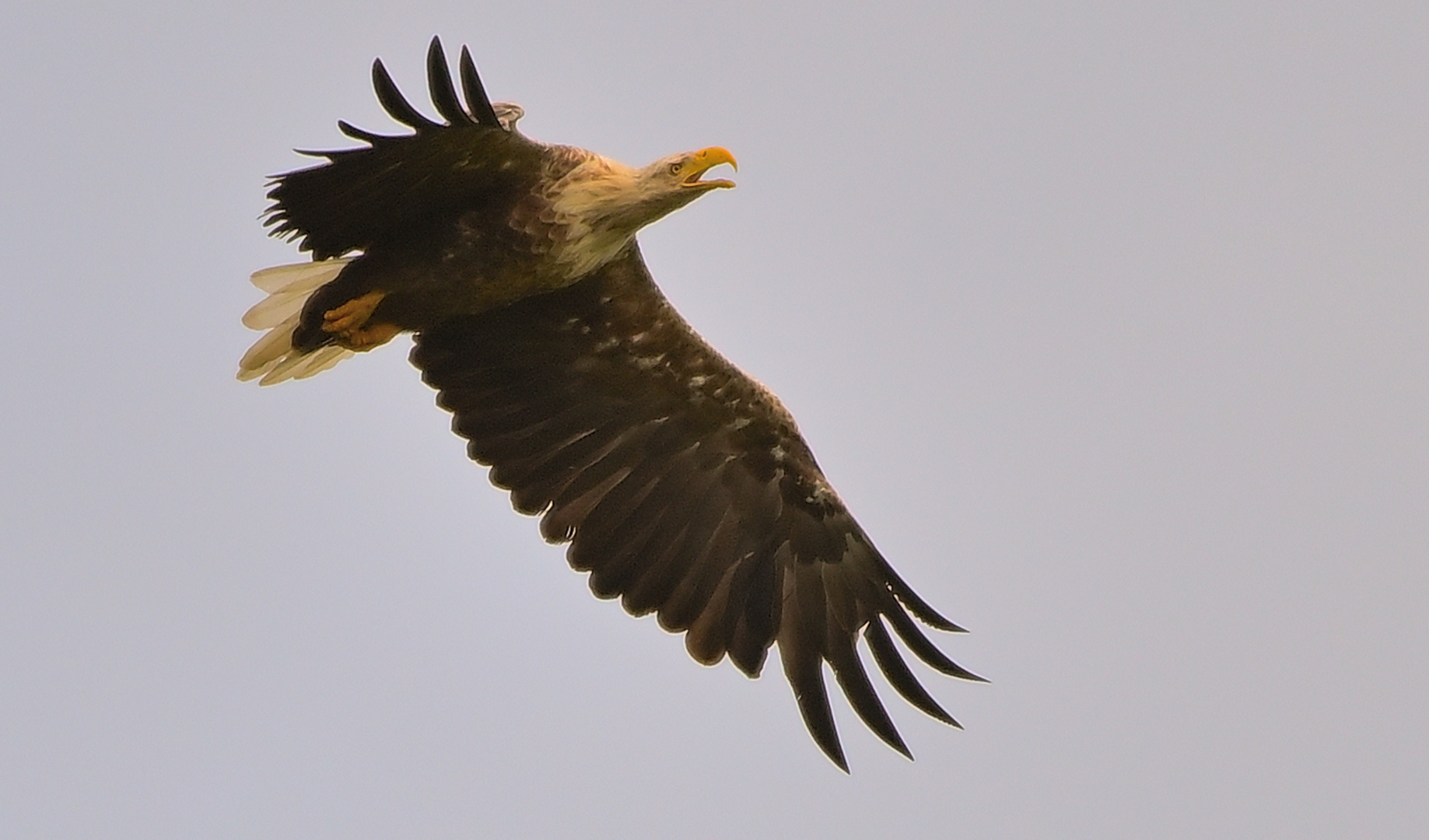 --keinen Fisch gegriffen,Abflug!