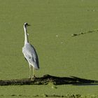 Keinen Fisch sieht man...wegen diesen blöden Wasserlinsen