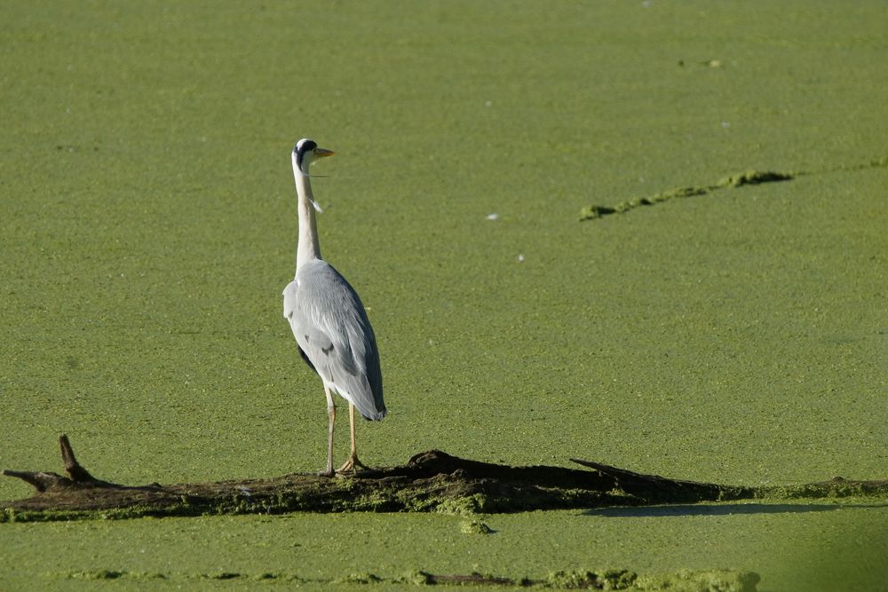 Keinen Fisch sieht man...wegen diesen blöden Wasserlinsen