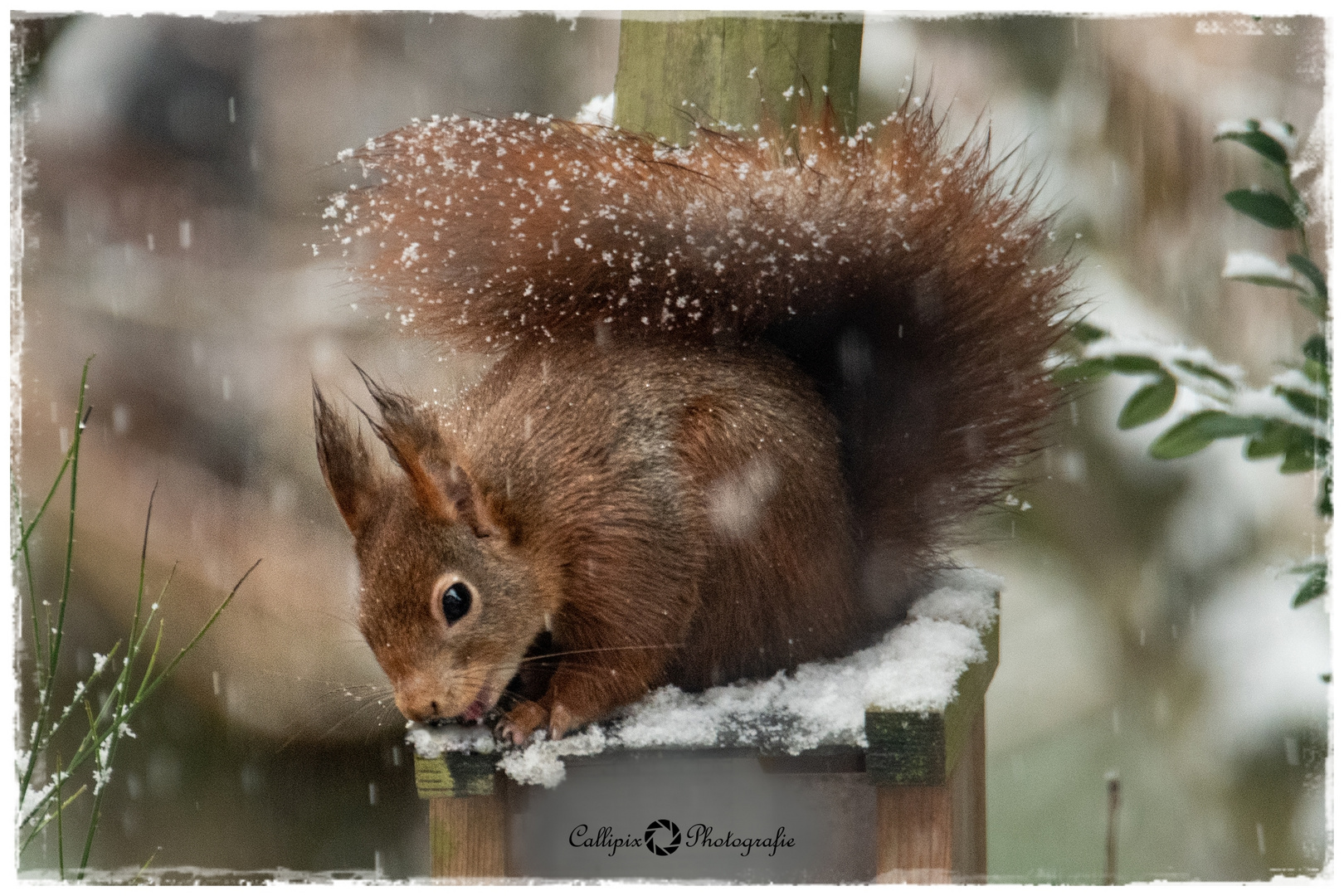 Keinen gelben Schnee essen! 