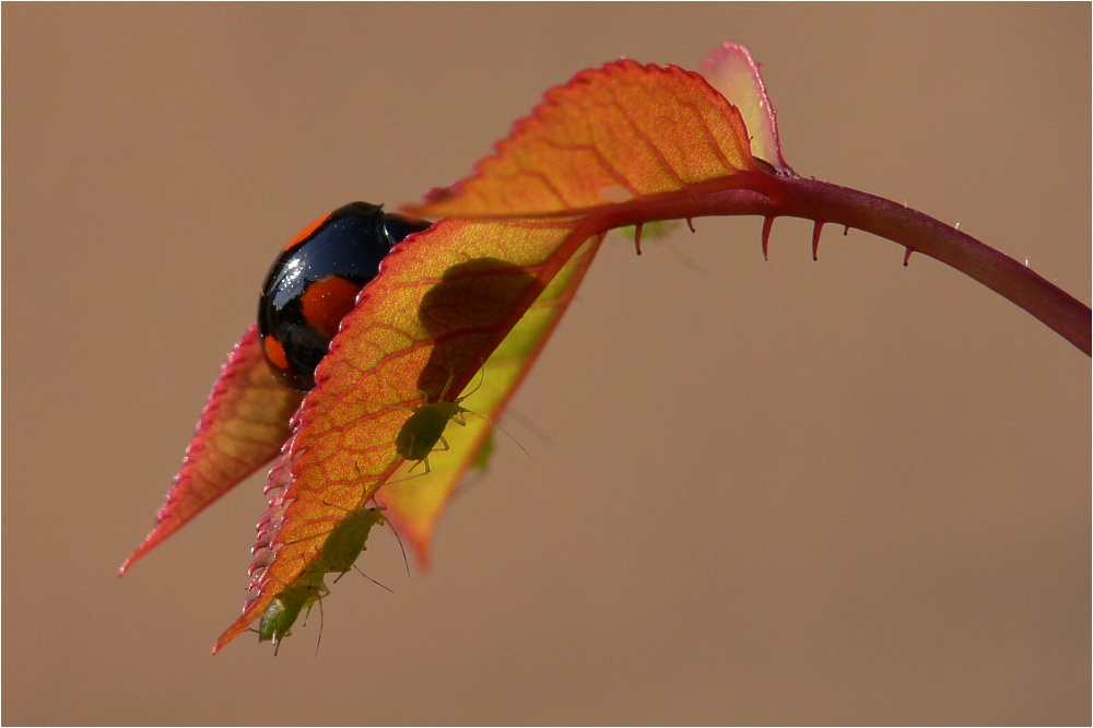 keinen Mucks, er sieht uns nicht