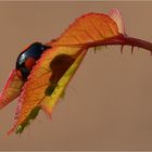 keinen Mucks, er sieht uns nicht