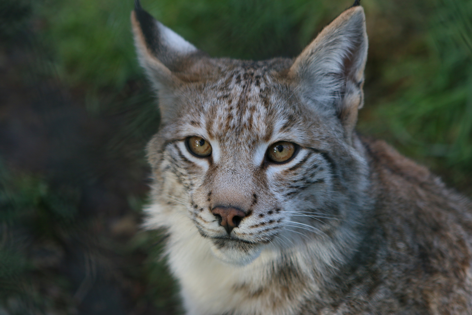 "Keinen Schritt weiter!" - Luchs ...´15