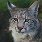 "Keinen Schritt weiter!" - Luchs ...´15