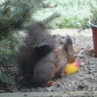 Keiner da...dann gehört der Apfel mir!