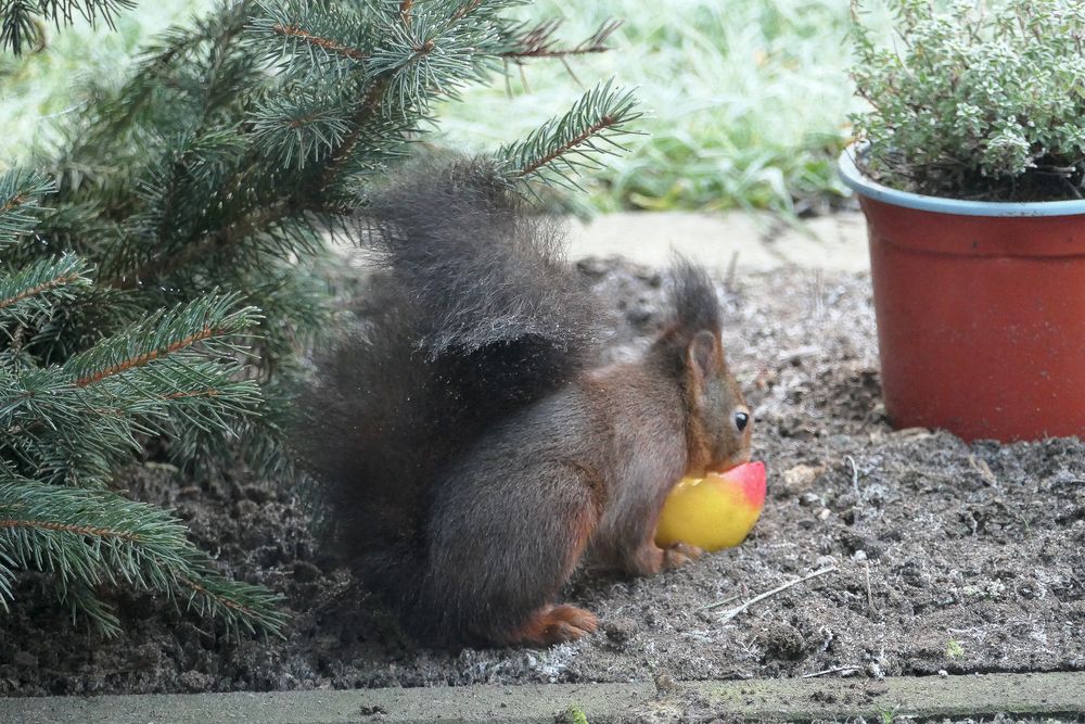 Keiner da...dann gehört der Apfel mir!