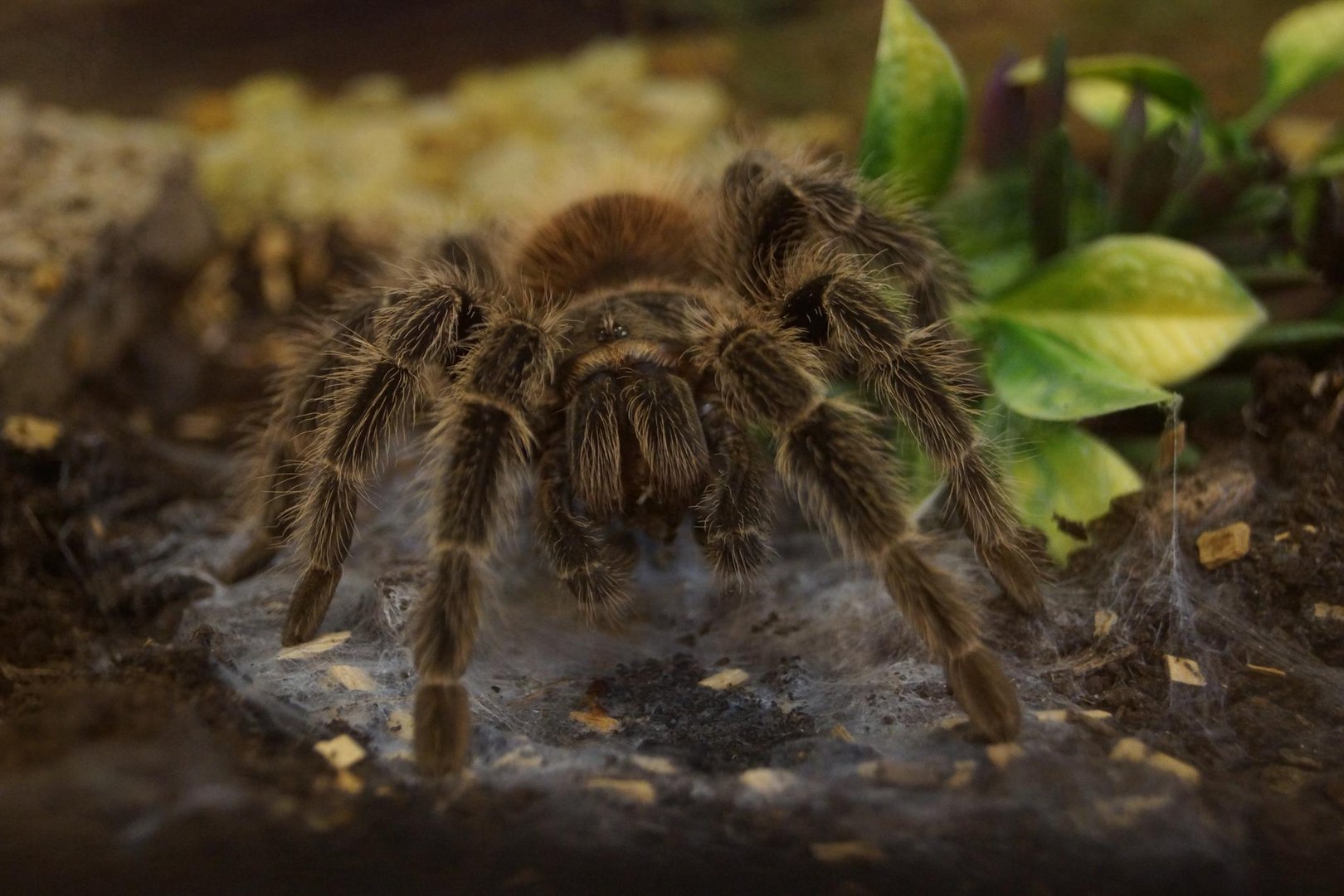 Keiner kann ihr entkommen..Spider on Tour