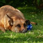 Keiner spielt mit mir Ball !