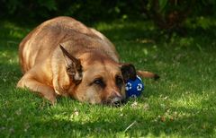 Keiner spielt mit mir Ball !