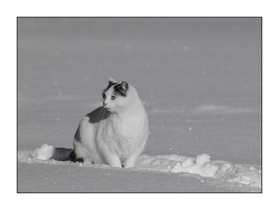 keineschneekatze