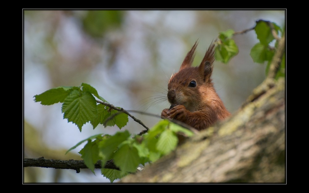 KeinOsterHase wünscht frohe Ostern