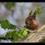 KeinOsterHase wünscht frohe Ostern