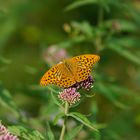 Keisermantel, der Gattung Argynnis